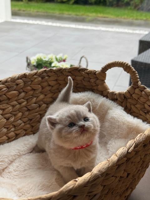 Schitterende Britse korthaar kkitten, Dieren en Toebehoren, Katten en Kittens | Raskatten | Korthaar, Meerdere dieren, Met stamboom