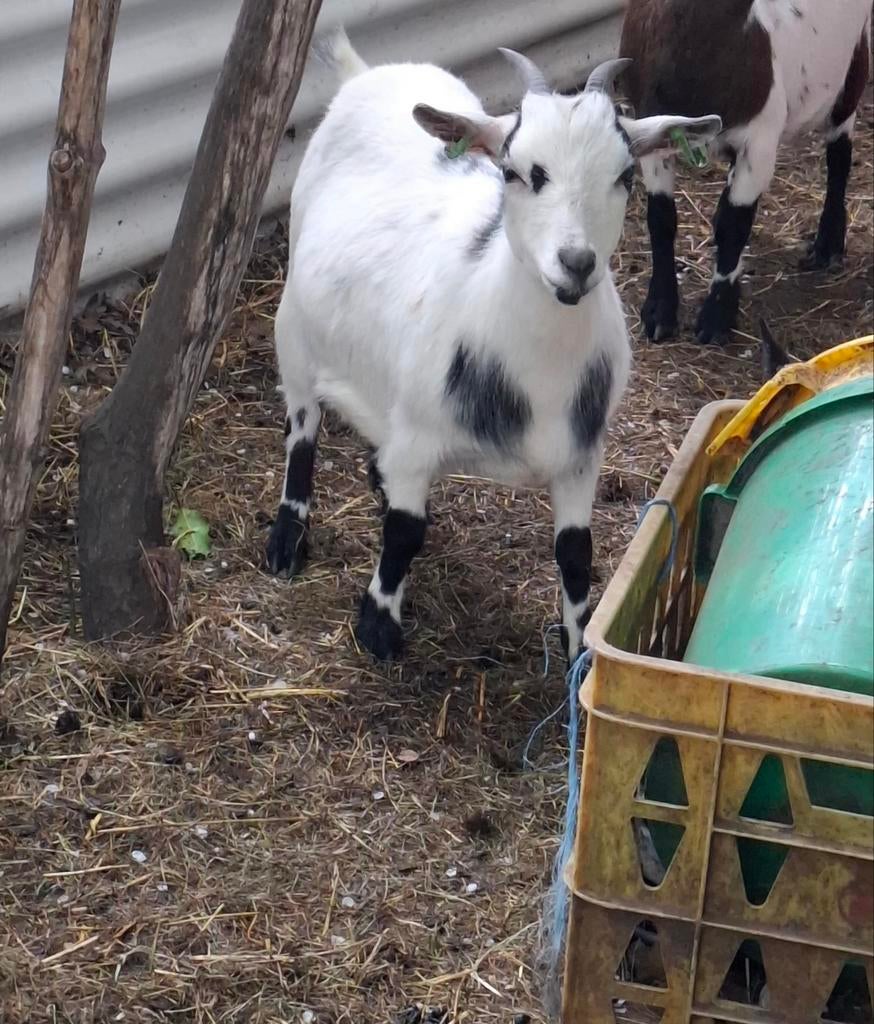 Dwerggeit, Dieren en Toebehoren, Vrouwelijk, Geit