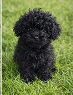 Toypoedel. 1 zwart teefje, Poedel, 8 tot 15 weken, Teef, Parvo