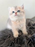 Nog 2 prachtige brits korthaar poesjes, Poes, Ingeënt