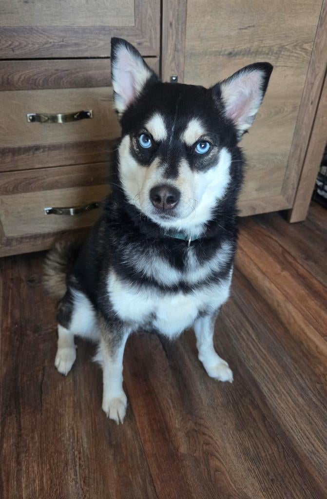 Lief Pomsky teefje zoekt nieuw èn blijvend thuis, Dieren en Toebehoren, Parvo, Overige rassen, 1 tot 2 jaar, Teef