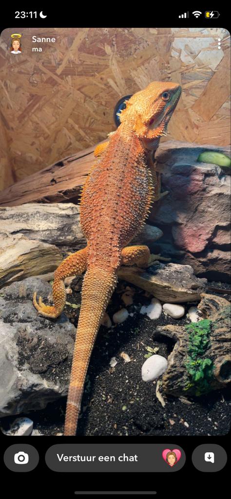 Baardagaam Bearded Dragon - unknown for sale from Sanne Petere