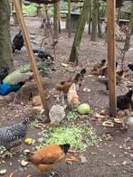 Broedeieren tekoop, Dieren en Toebehoren, Pluimvee, Geslacht onbekend, Kip