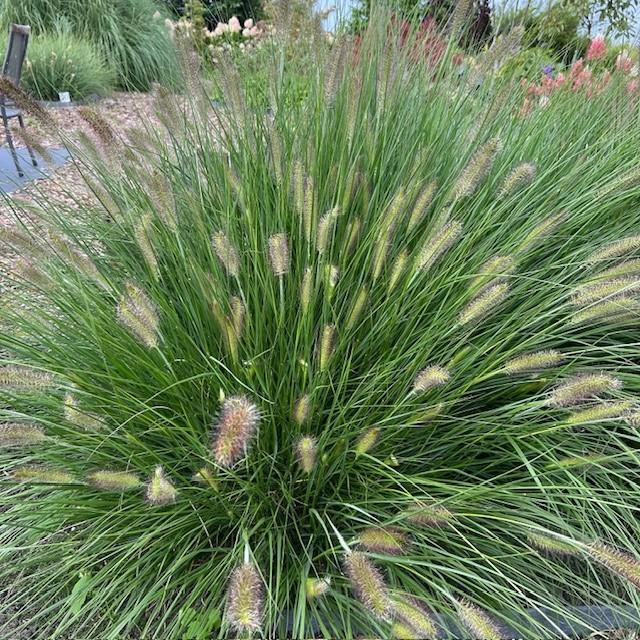 Lampenpoetsersgras Pennisetum Hameln, Tuin en Terras, Planten | Tuinplanten, Ophalen of Verzenden, Vaste plant