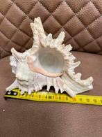 schelp, Gebruikt, -, Ophalen of Verzenden, @