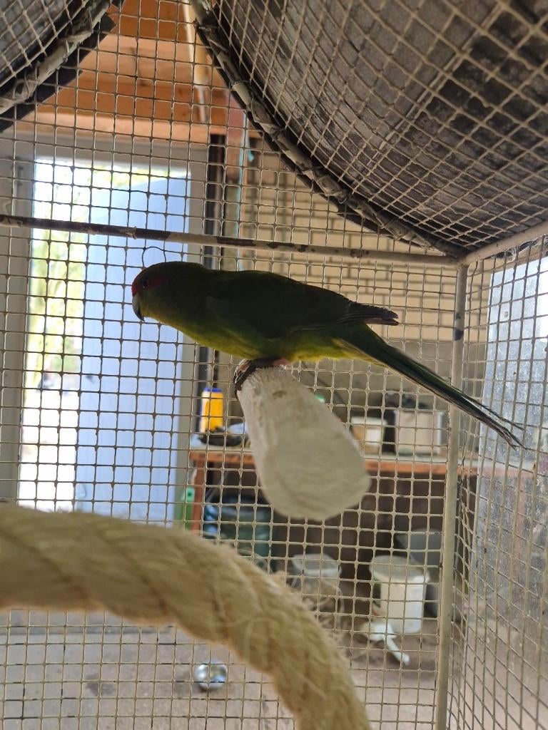 roodvoorhoorfd kakariiki parkiet, Dieren en Toebehoren, Vogels | Parkieten en Papegaaien, Mannelijk, Parkiet, Geringd