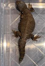 Uromastyx dispar flavifasciata 0.0.2, Hagedis, Tam, 0 tot 2 jaar