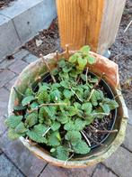 Te koop diverse vaste planten en 1 vlinderstruikje, Tuin en Terras, Planten | Tuinplanten, Vaste plant, Halfschaduw, Zomer, Ophalen