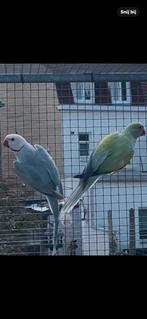 Halsbandparkieten, Meerdere dieren, Parkiet, Geringd