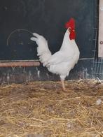 Prachtige grote leghoorn haan, Mannelijk, Kip