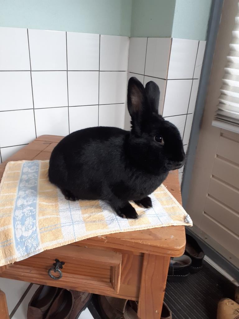 Konijnen, Meerdere dieren, Klein, 0 tot 2 jaar