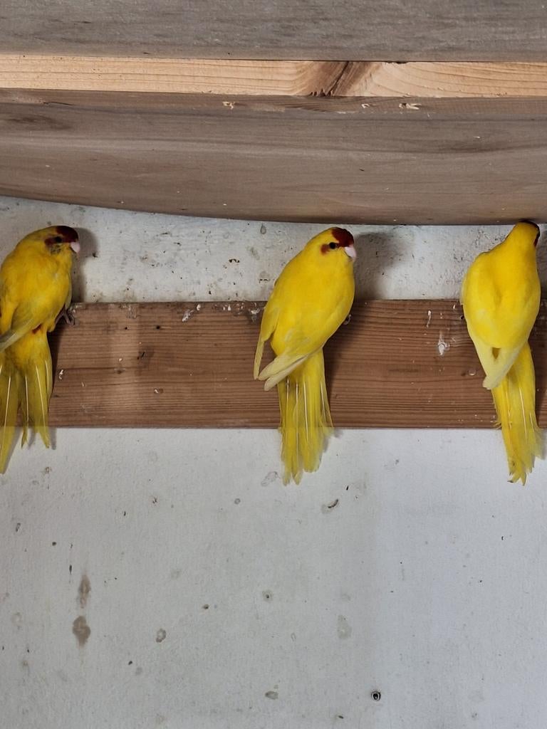 Kakarikies, Dieren en Toebehoren, Meerdere dieren, Parkiet, Geringd