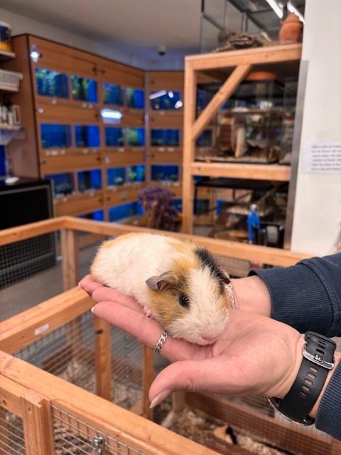 Te koop jonge cavia's beertjes mannetjes, Dieren en Toebehoren, Knaagdieren, Mannelijk, Cavia, Januari