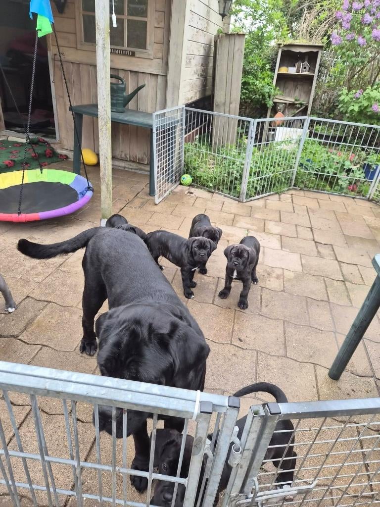 Cane Corso pups te koop, Parvo, Nederland, 15 weken tot 1 jaar, Overige rassen