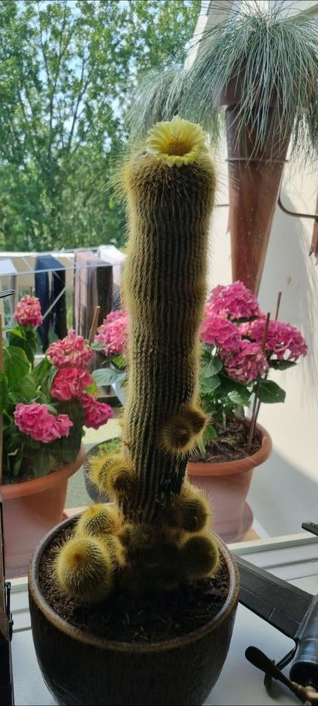 Cactus groot met mooie pot west germany, Ophalen, Halfschaduw, Minder dan 100 cm