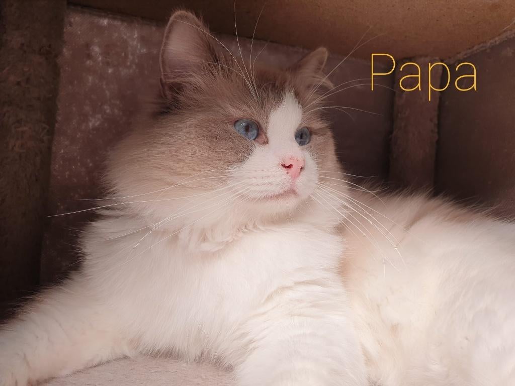 Ragdoll Lilac Bicolor Dekkater, (PKD, HCM,++), Dieren en Toebehoren, Katten en Kittens | Dekkaters