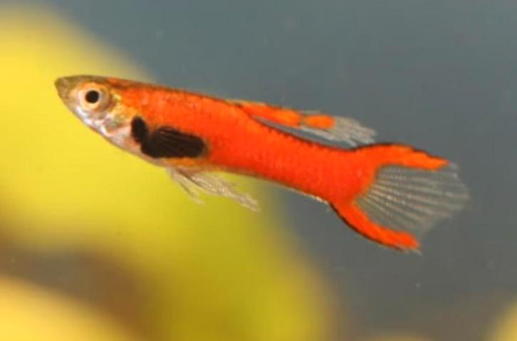 Endler Gup Scarlet - Koidream Valburg, Dieren en Toebehoren, Vissen | Aquariumvissen, Zoetwatervis, Vis