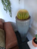 Grote planten zuil groen, Ophalen, Zo goed als nieuw