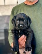 Labrador met een kwart Friese Stabij pups, 8 tot 15 weken, Labrador retriever, Parvo, Meerdere