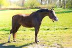 Zeer mooie en luxe d pony's, Merrie, D pony (1.37m tot 1.48m), 3 tot 6 jaar