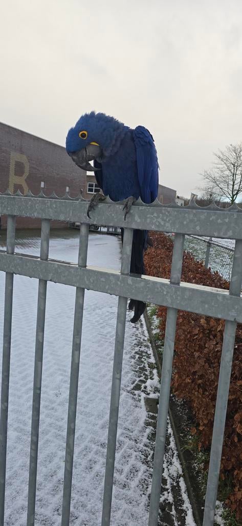 Freeflight hyacint, Mannelijk, Papegaai