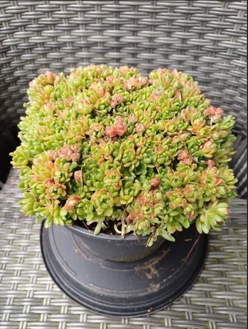 Sempervivella Alba, Tuin en Terras, Planten | Tuinplanten, Ophalen, Bodembedekkers, Volle zon, Vaste plant