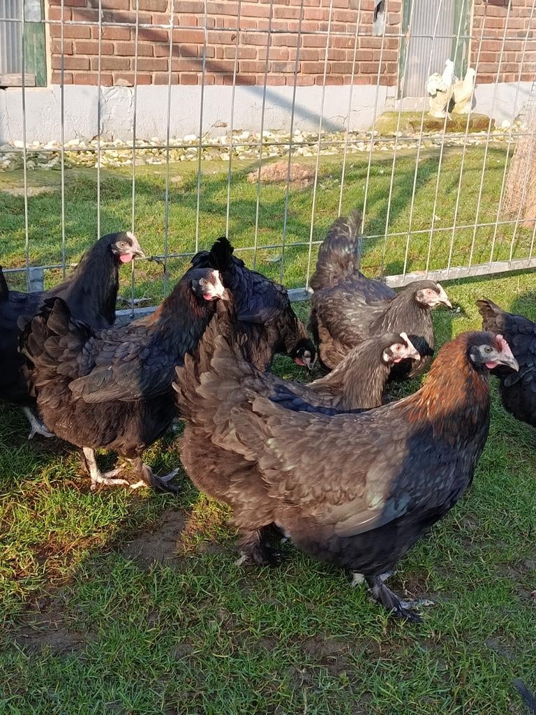 Ik verkoop Marans kippen, Dieren en Toebehoren, Pluimvee, Vrouwelijk, Kip