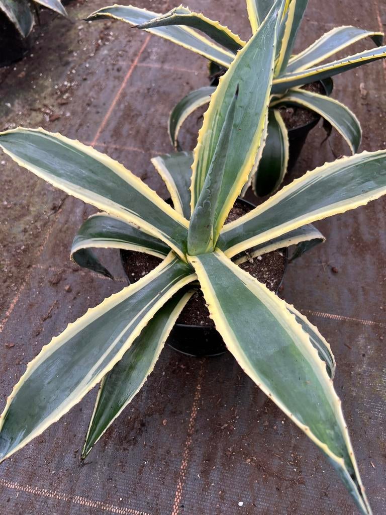 Agave americana pot19cm, Tuin en Terras, Planten | Tuinplanten, Ophalen of Verzenden, Bloeit niet, Overige soorten, Volle zon