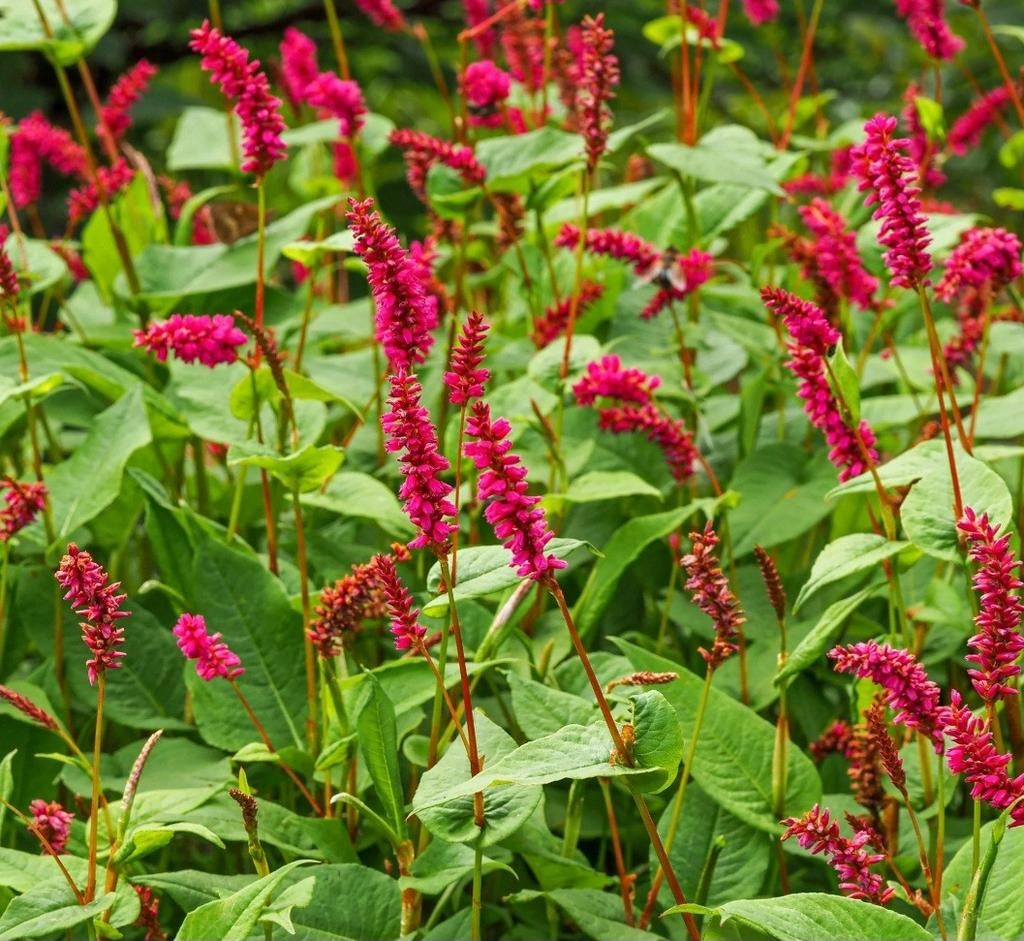 Persicaria amplexicaulis 3 verschillende soorten, Ophalen, Vaste plant, Overige soorten