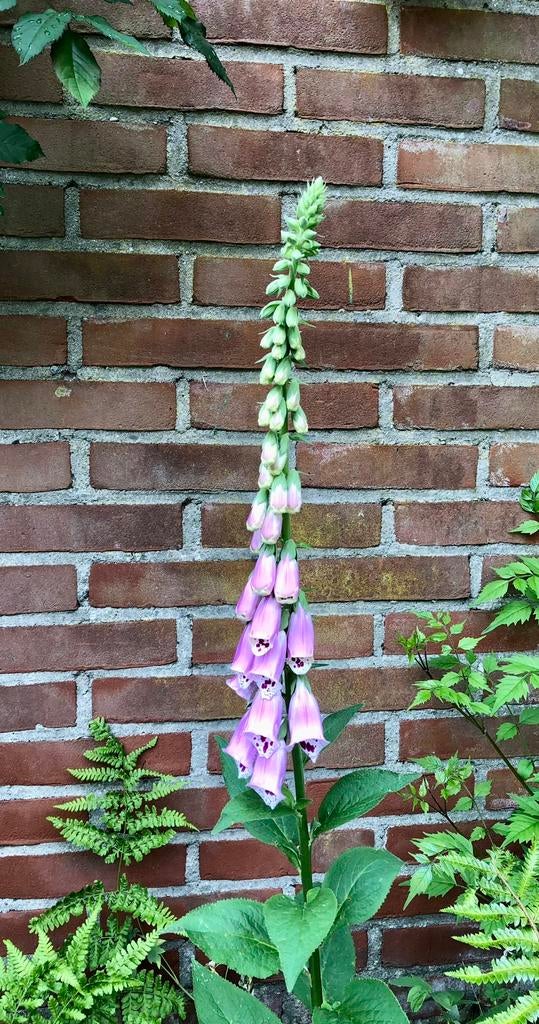 Inheems: Vingerhoedskruid /Digitalis purpurea 1e jrs stekken, Volle zon, Tweejarig, Zomer, Ophalen