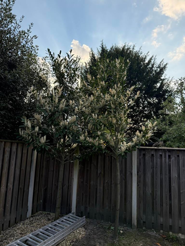 Twee laurier op stam, Tuin en Terras, Planten | Bomen, Overige soorten, Lente, 100 tot 250 cm, Ophalen