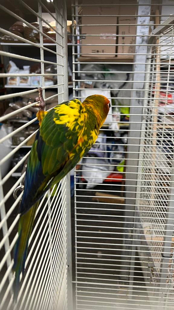 Koppel Zonparkieten, Meerdere dieren, Parkiet, Geringd