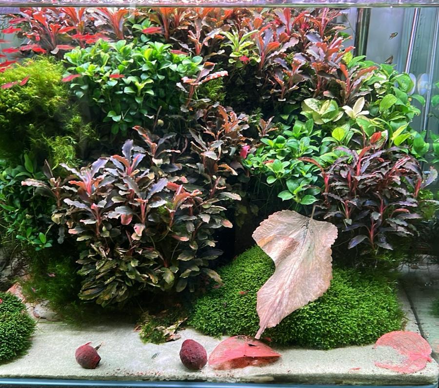 TE KOOP Bucephalandra stekjes - v.a. €2,50, Dieren en Toebehoren, Vissen | Aquaria en Toebehoren, Nieuw, Plant(en), Steen of Hout