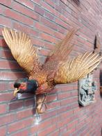 Opgezette vogel., Ophalen of Verzenden, Zo goed als nieuw, Vogel, Opgezet dier