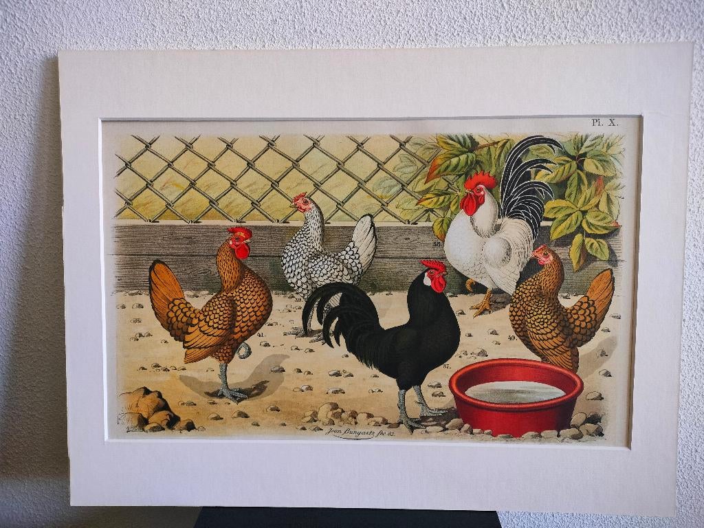 Litho Nuyens Bungartz Lubbert Pluimvee Vogels Kip Haan 1883, Ophalen of Verzenden