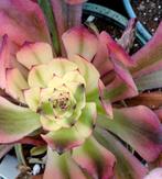 Aeonium pink meiji - nieuwe variëteit, Ophalen of Verzenden, Halfschaduw, Minder dan 100 cm