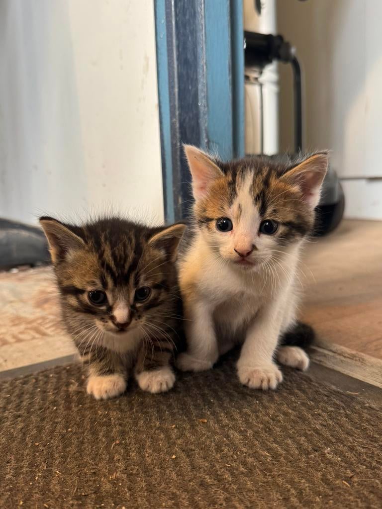 Prachtig nestje kittens te koop!, Meerdere dieren, Ontwormd, 0 tot 2 jaar