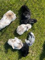 Lieve nhd x minilop konijntjes, Dieren en Toebehoren, Konijnen, Meerdere dieren, Dwerg, Hangoor, 0 tot 2 jaar