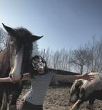 verzorgers van 17/13 zoeken een verzorgpaard rond leiderdorp, Dieren en Toebehoren, Stalling en Weidegang