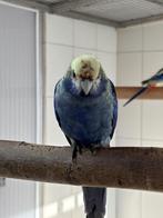 1-0 blauwwang Rosella, Dieren en Toebehoren, Meerdere dieren, Parkiet, Tam