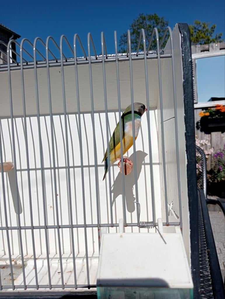 Gouldamadines te koop, Dieren en Toebehoren, Vogels | Overige Vogels, Meerdere dieren