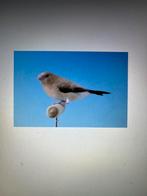 Tropische vogels, Dieren en Toebehoren