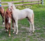 Welsh veulens en jaarlingen (palomino bont / vos / valk)., Dieren en Toebehoren, C pony (1.27m tot 1.37m), Onbeleerd, Meerdere dieren