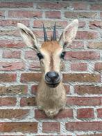 Opgezette Afrikaanse duiker kop, Ophalen of Verzenden, Gebruikt, Opgezet dier