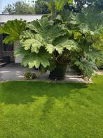 Gunnera Manicata!, Tuin en Terras, Planten | Tuinplanten, Volle zon, Vaste plant, Zomer, Ophalen