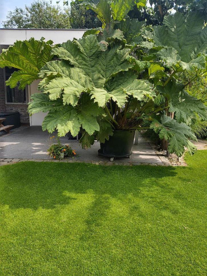 Gunnera Manicata!, Tuin en Terras, Planten | Tuinplanten, Vaste plant, Overige soorten, Volle zon, Zomer, Ophalen