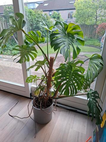 Monstera plant beschikbaar voor biedingen