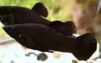 Mooie gezonde MANNELIJKE  Black Mollies, Dieren en Toebehoren, Vissen | Aquariumvissen, Vis