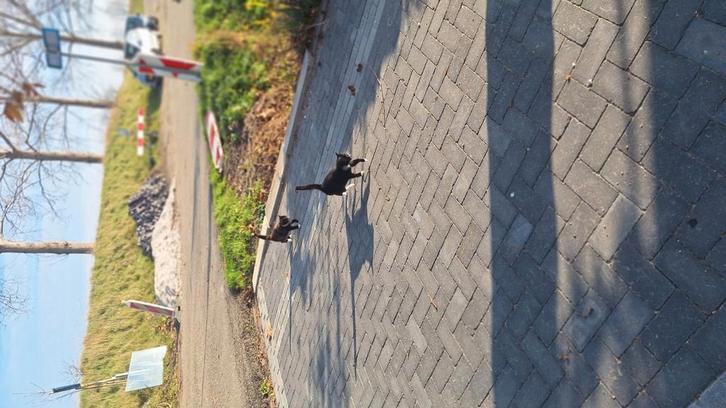 Jonge boerderij poesjes, Dieren en Toebehoren, Katten en Kittens | Overige Katten, Poes