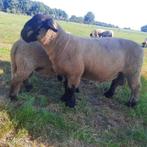 suffolk ramlam, Dieren en Toebehoren, Schapen, Geiten en Varkens, Mannelijk, Schaap, 0 tot 2 jaar